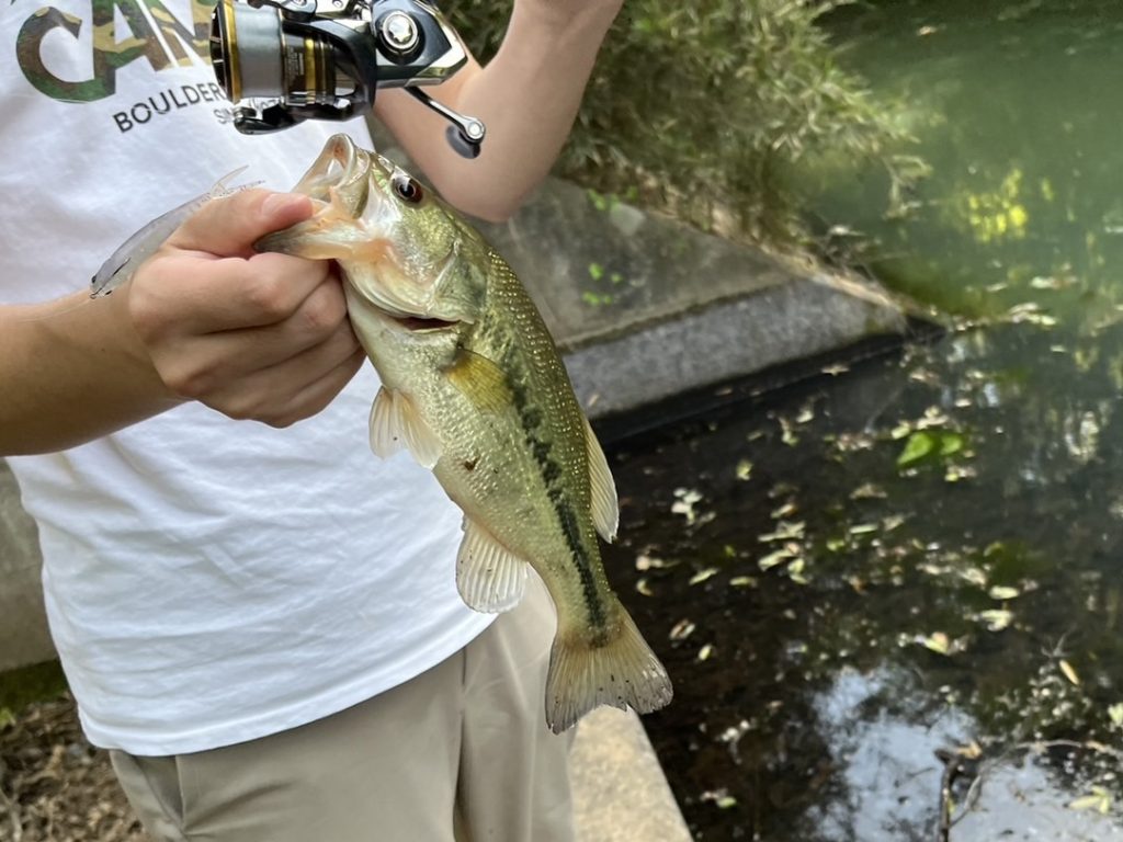 ホバストで釣れたバス