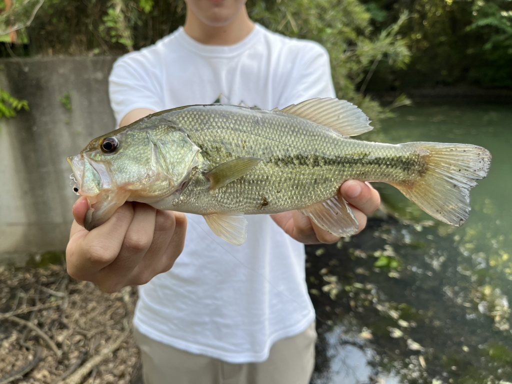 ホバストで釣れたバス
