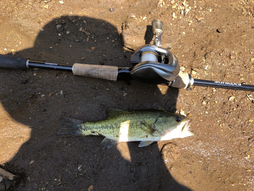 ベイトリールで釣れたバス