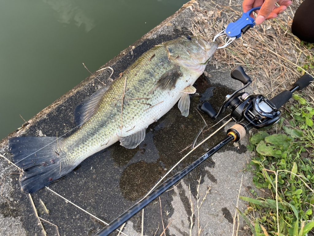 ベイトリールで釣れたバス