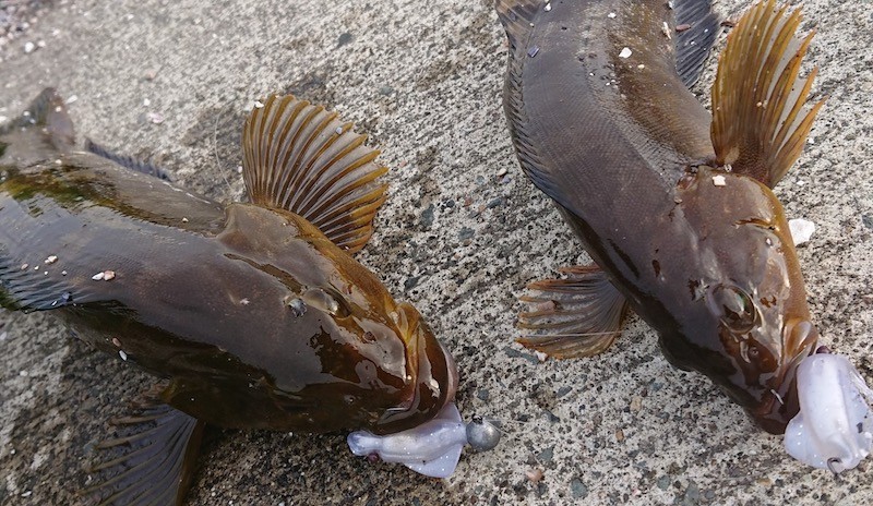 プニイカでダブルヒットしたアイナメ