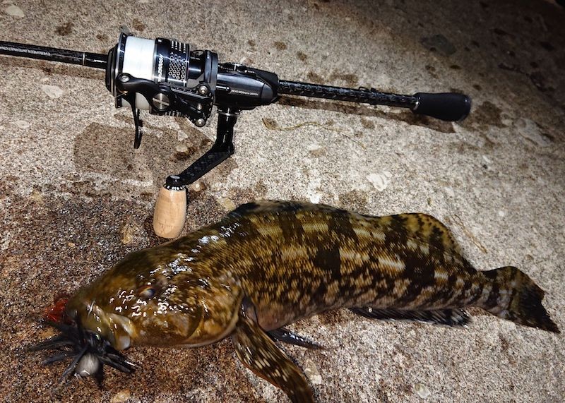 ナイトゲームで釣れたアイナメ