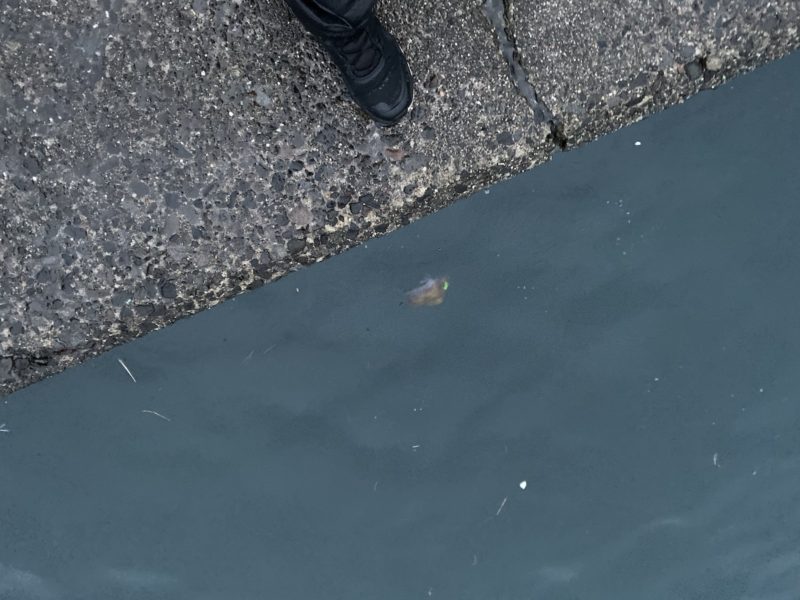 バイブレーションに反応するアイナメ