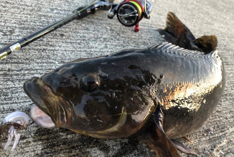 プニイカで釣ったアイナメ