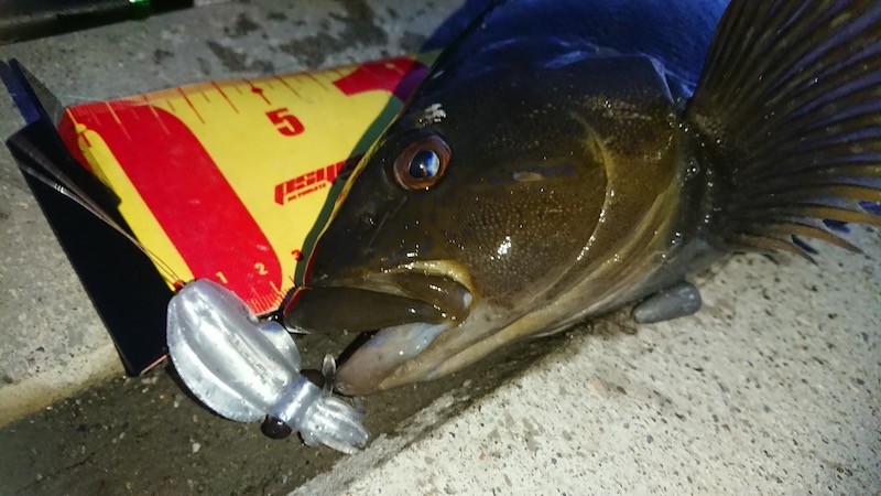 プニイカで釣った夜アイナメ