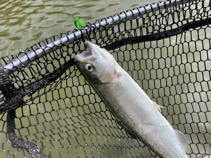 ノア1.8gで釣れたニジマス