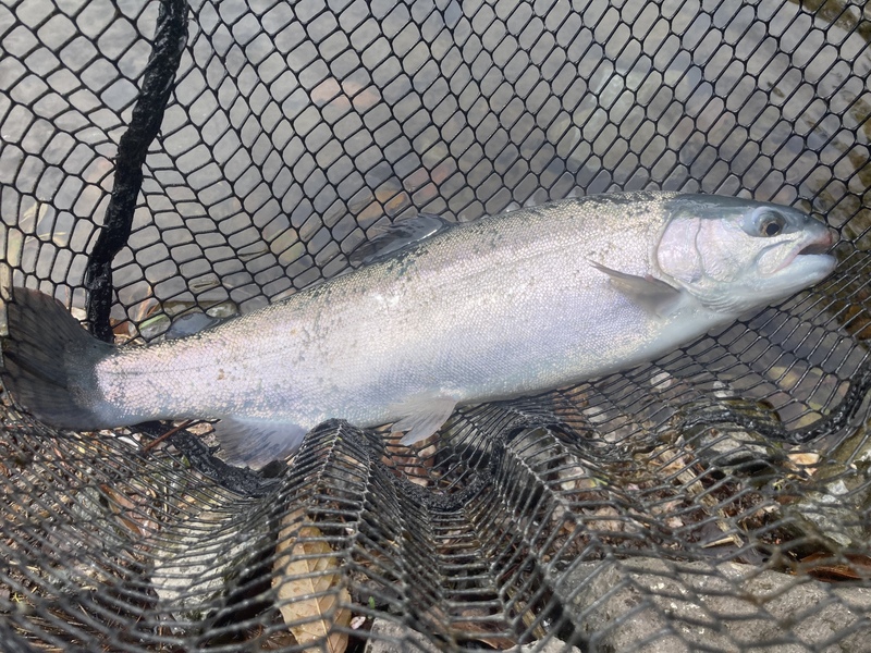 すそのフィッシングパークで釣れたニジマス