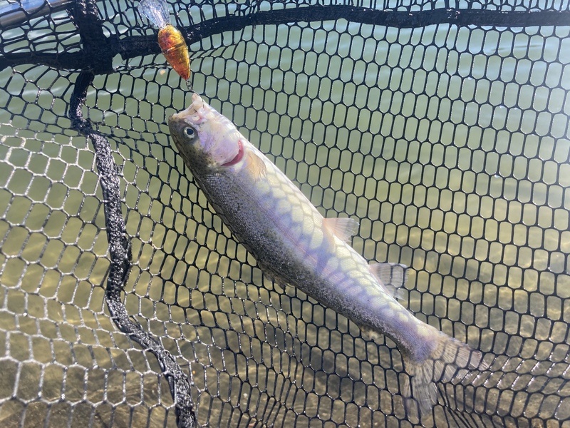 東山湖でクランクベイトで釣れたニジマス
