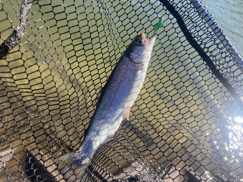 東山湖でスプーンで釣れたニジマス