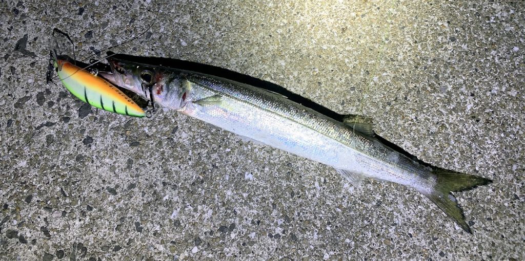 グリーンとオレンジカラーの大きめのミノーで喰ってきたカマス