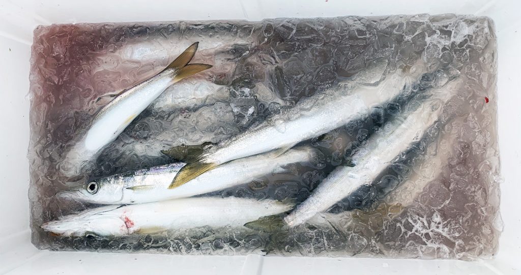 クーラーボックスに入った釣り上げたカマス