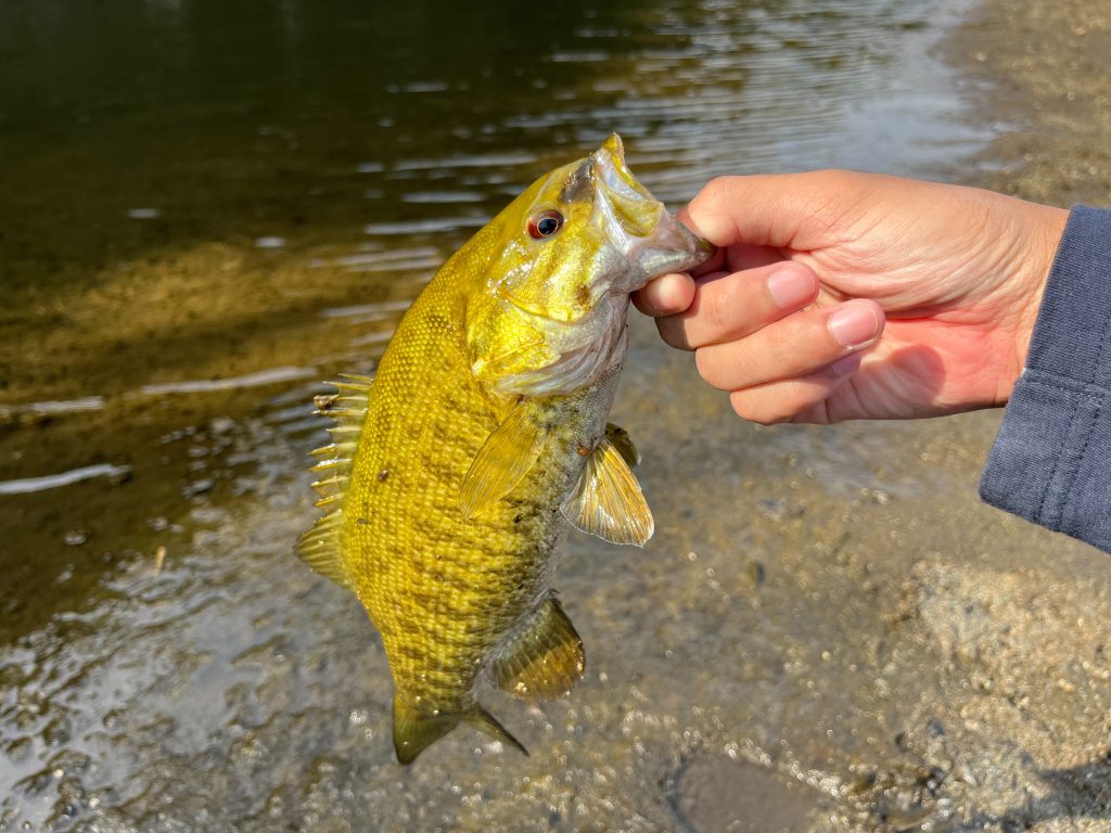 バスを横から撮った写真