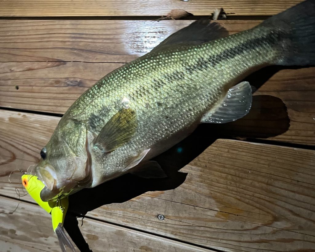 ビッグベイトで釣ったブラックバス