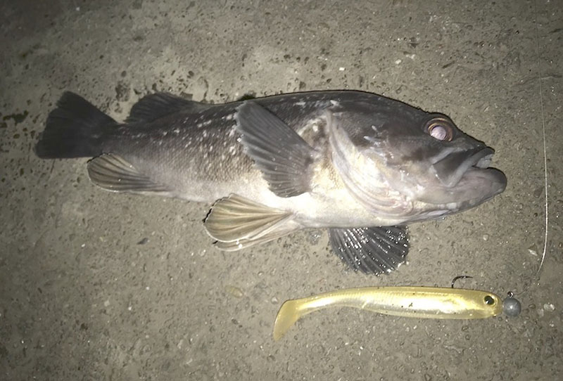 クロソイとジグヘッドの2ショット