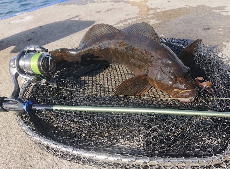 バグアンツロックベイトシナモンで釣り上げたアイナメ