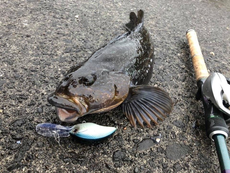 クランクベイトで釣ったアイナメ
