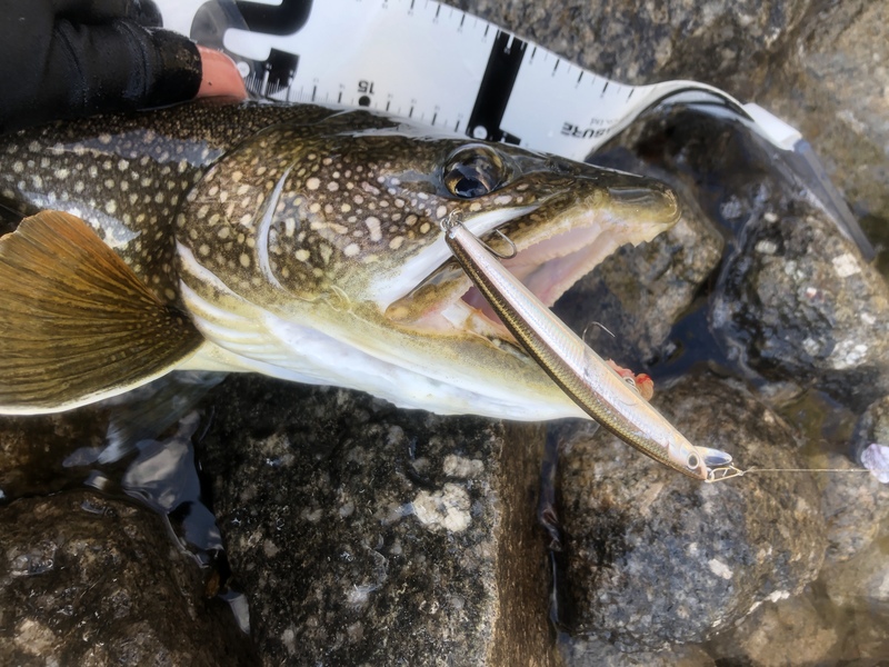 ミノーで釣れたレイクトラウトのアップ