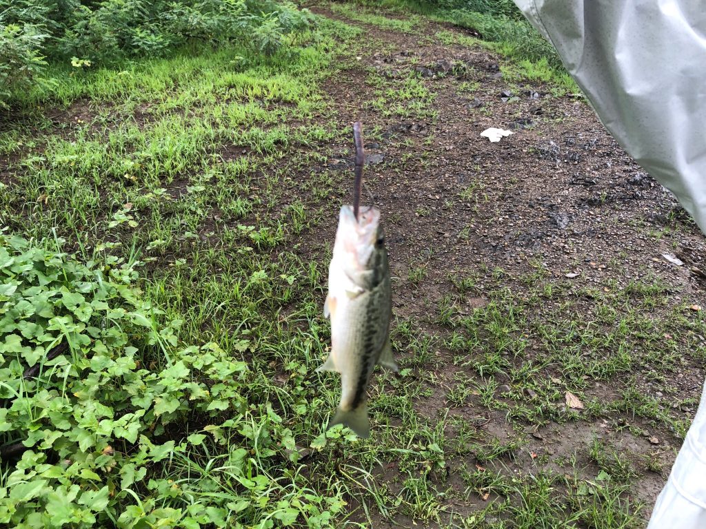ドライブクローラーのネコリグで釣ったバス
