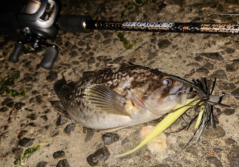 クロソイとスモールラバージグ