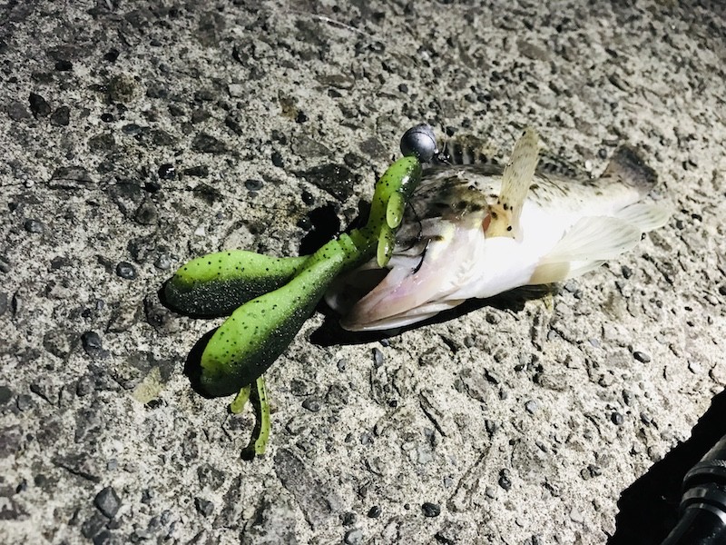 クロソイとフラップクロー