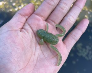 frog-wrom-300x240.jpg