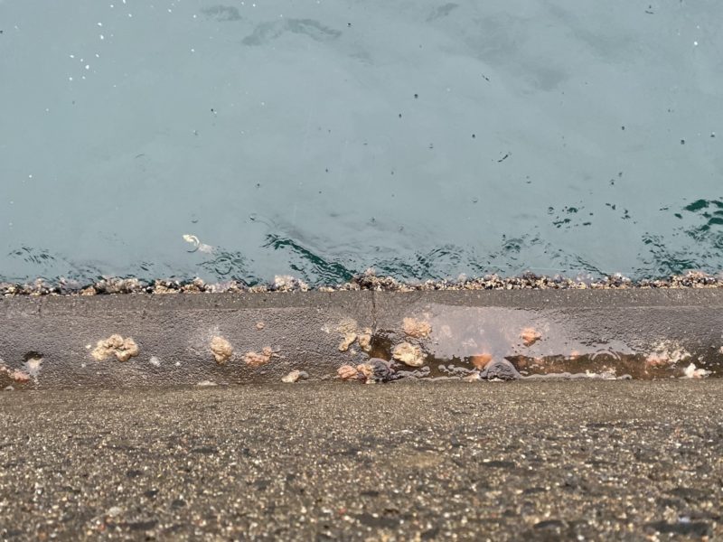 壁際にへばりついているフジツボ