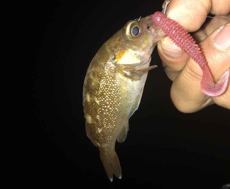 ピンクのワームで釣り上げたガヤ