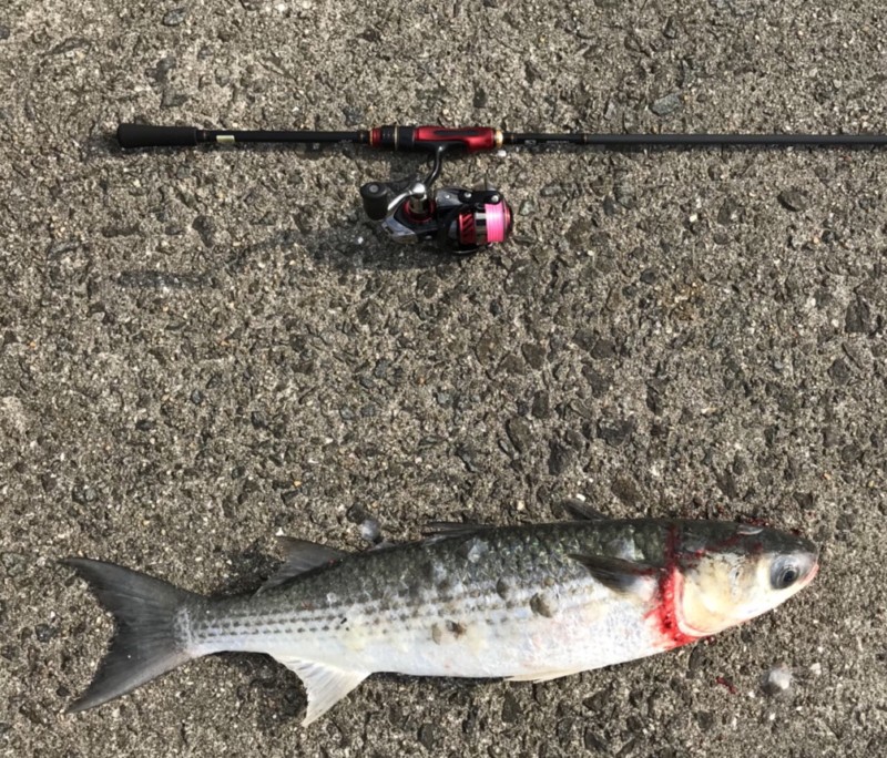 月下美人タックルでライトゲームをしていた際に釣り上げたボラ