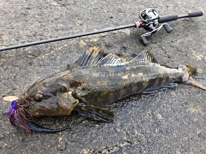 コンディションの良いアイナメ