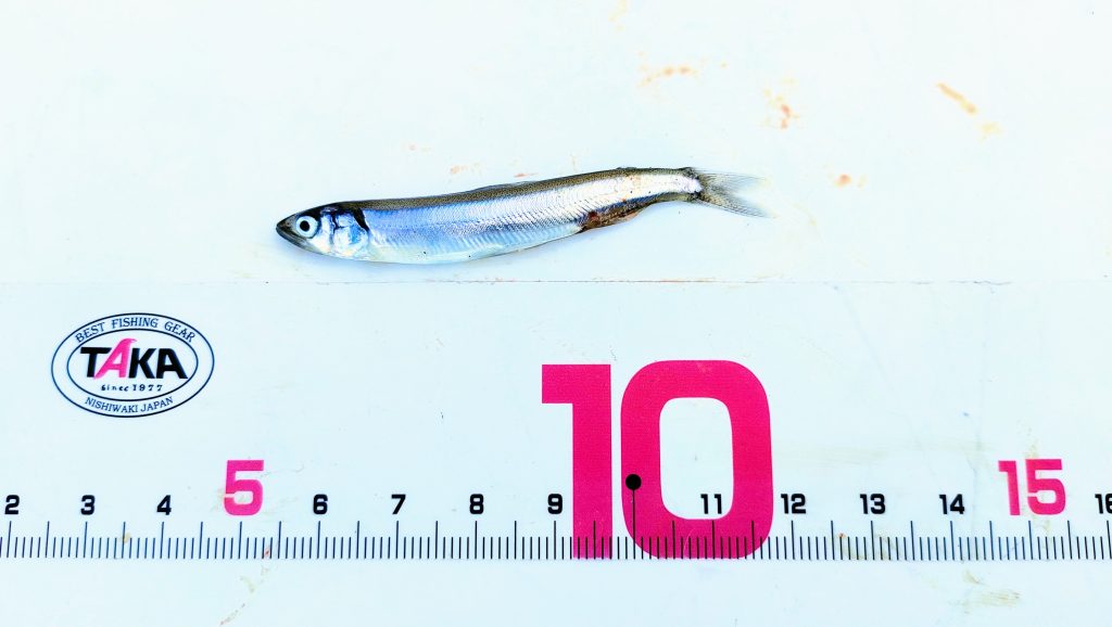 春先から初夏にかけては、稚鮎がベイトフィッシュとして入ってくることが多い。稚鮎は漁獲が禁止されていることが多いが、釣れてしまったら泳がせのエサにしても良いかも。