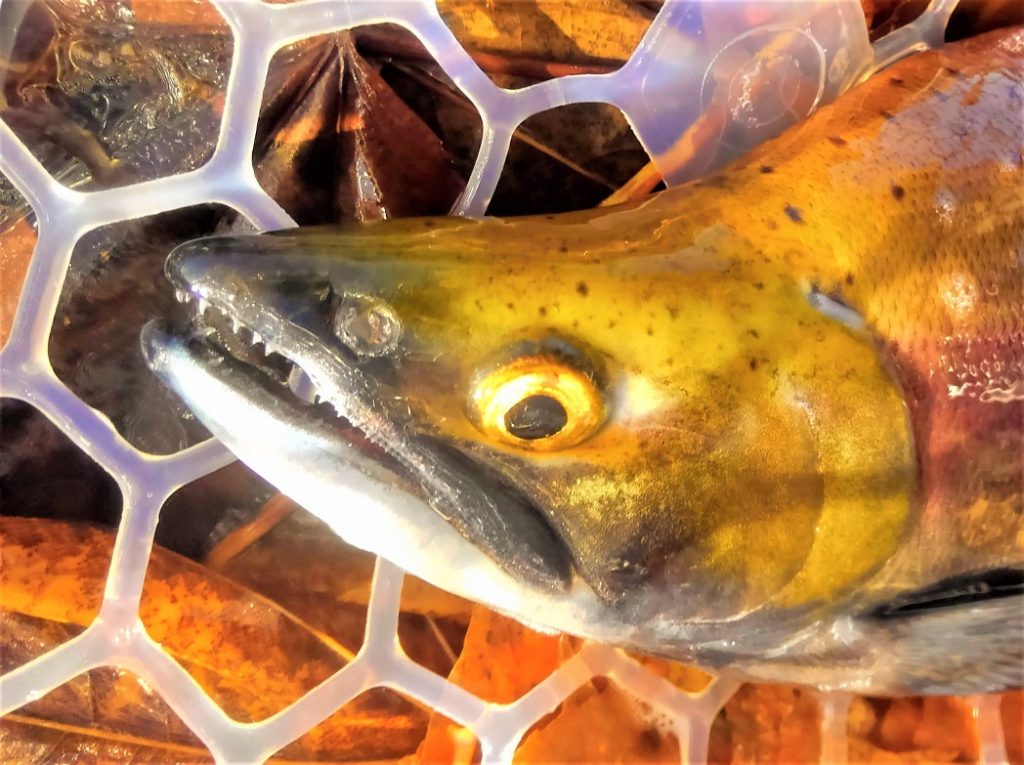 ランディングネットに入ったヒメマスの顔をアップした画像