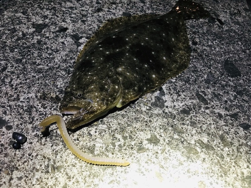 ナイトゲームでワームで釣り上げたヒラメ