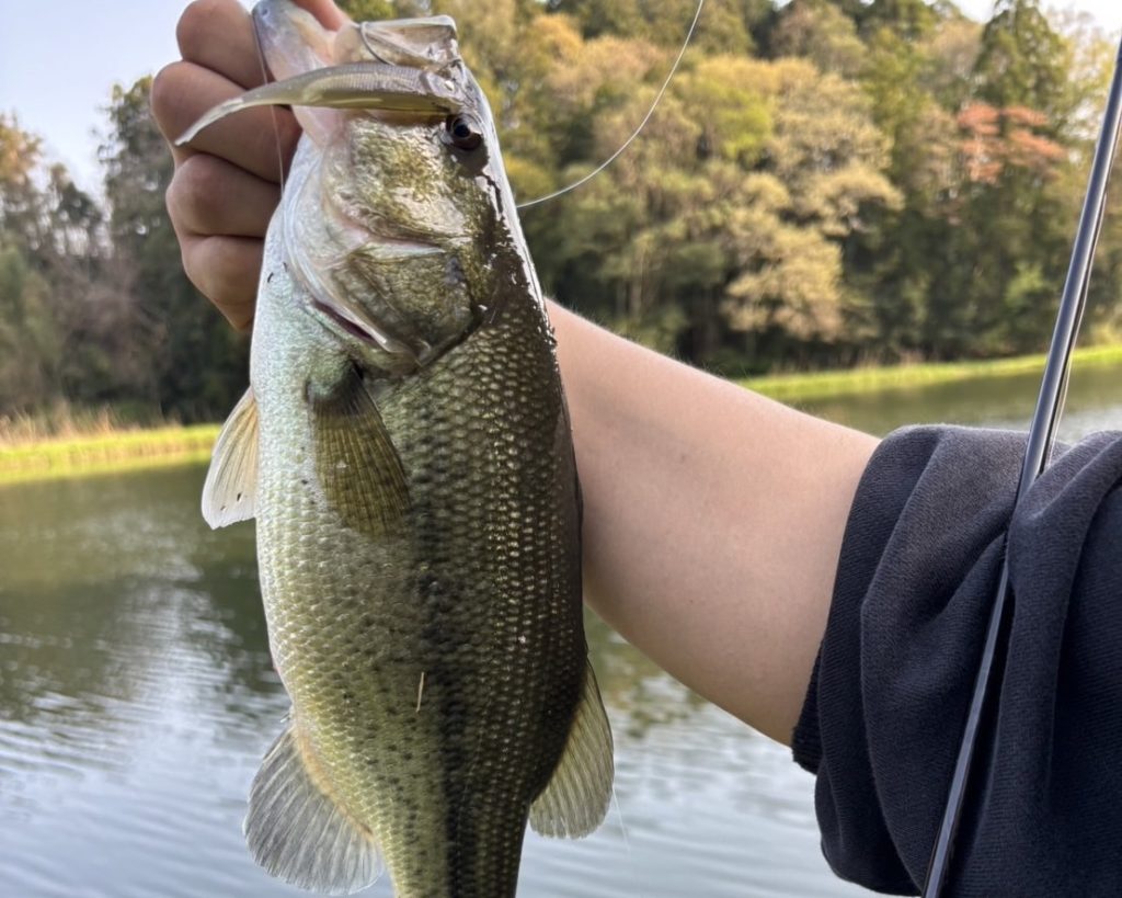 ホバストで釣れたブラックバス