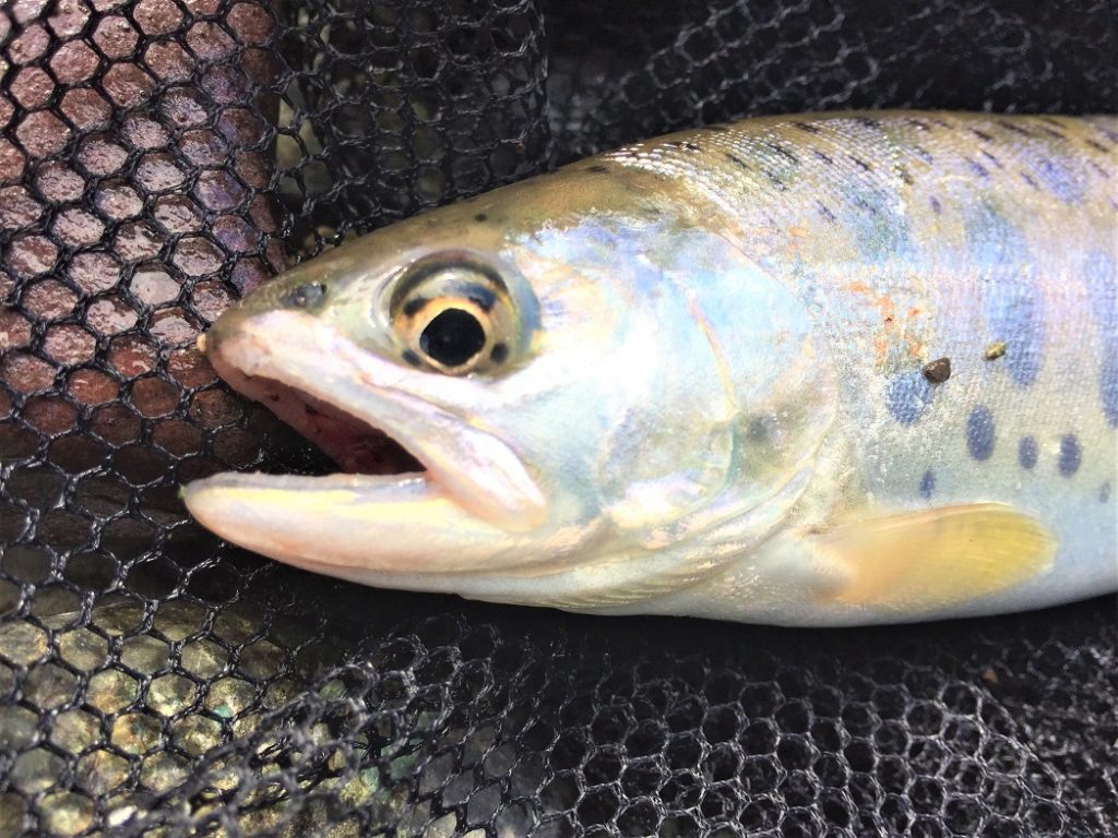 本流で釣れたヤマメ（山女魚）。ラバーネットの中で口を開いている。