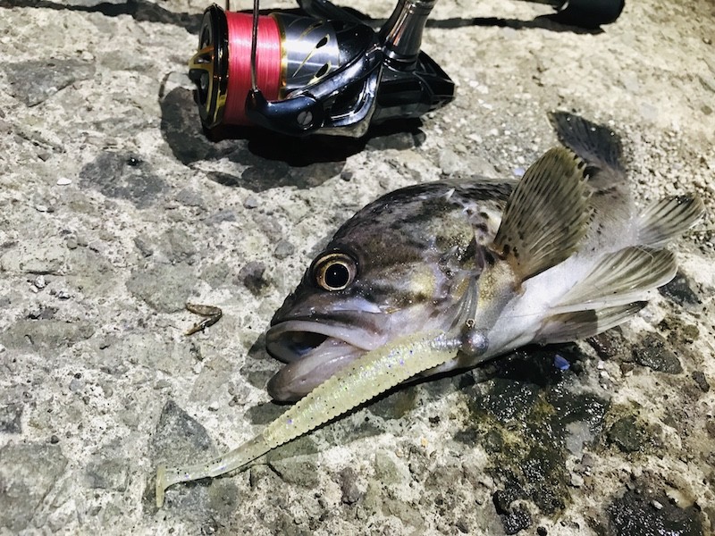 クロソイとスピニングタックル