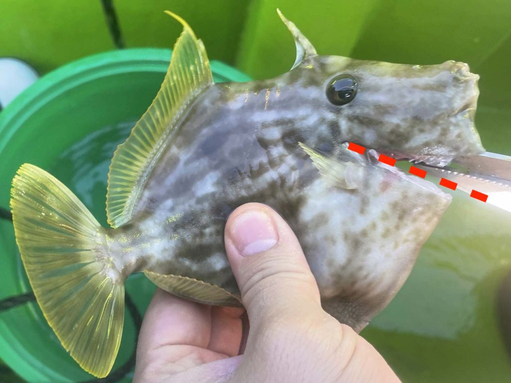 カワハギの血抜きはエラに切り込みを一本入れるだけ