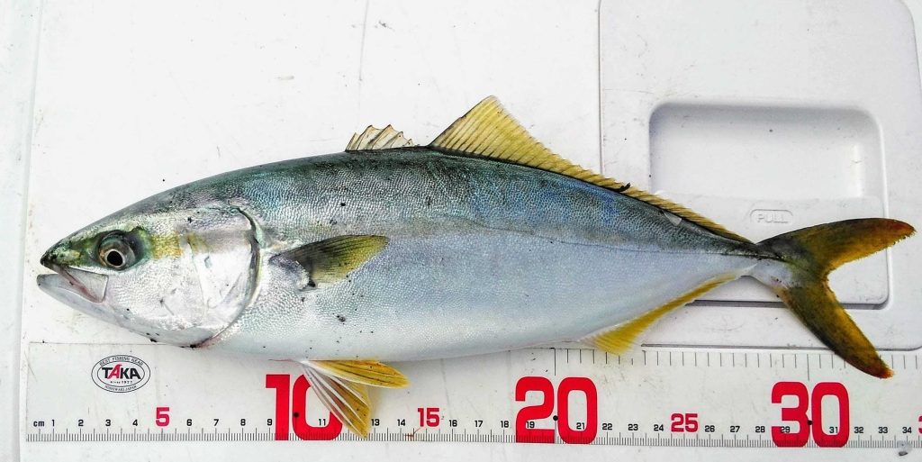 カワハギ投げ釣りの胴突き仕掛けで釣れたイナダ