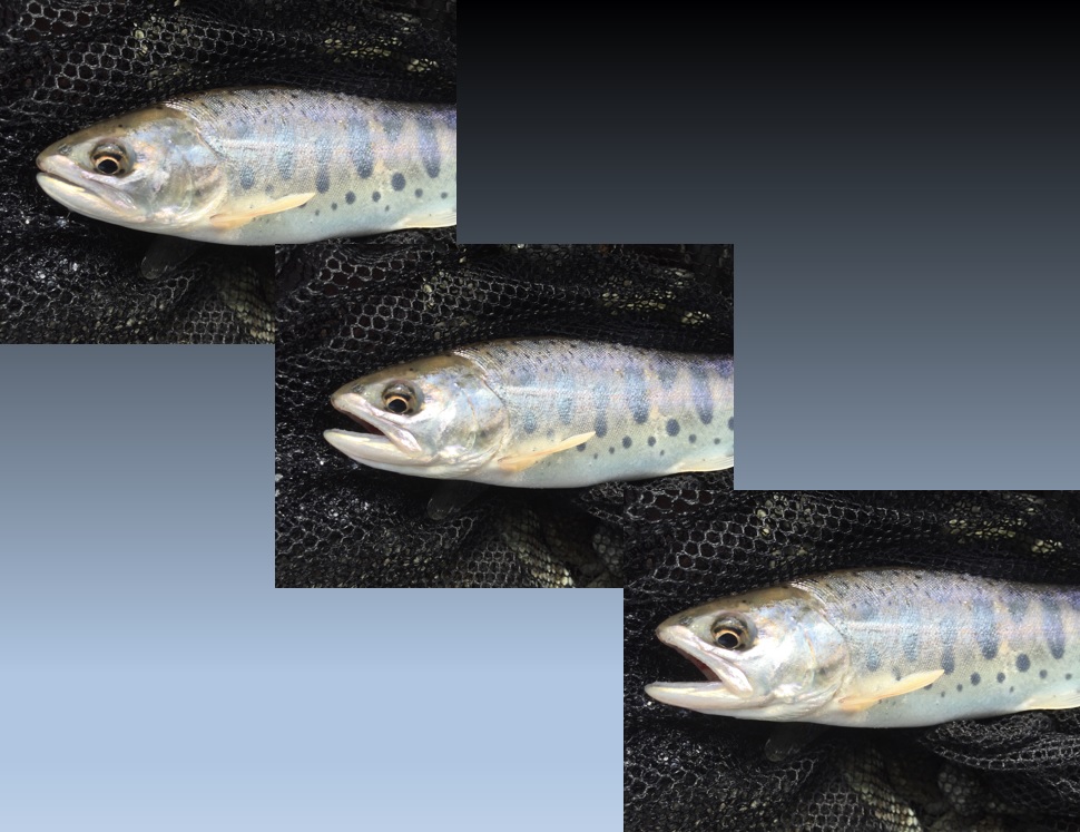 山女魚の口の開け方