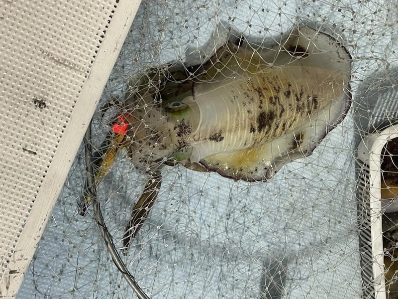 タモに入ったキロアップのアオリイカ