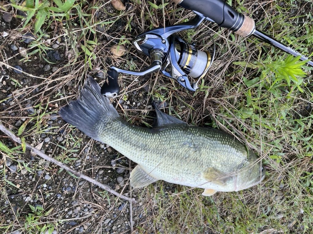 キャロで釣れたバス