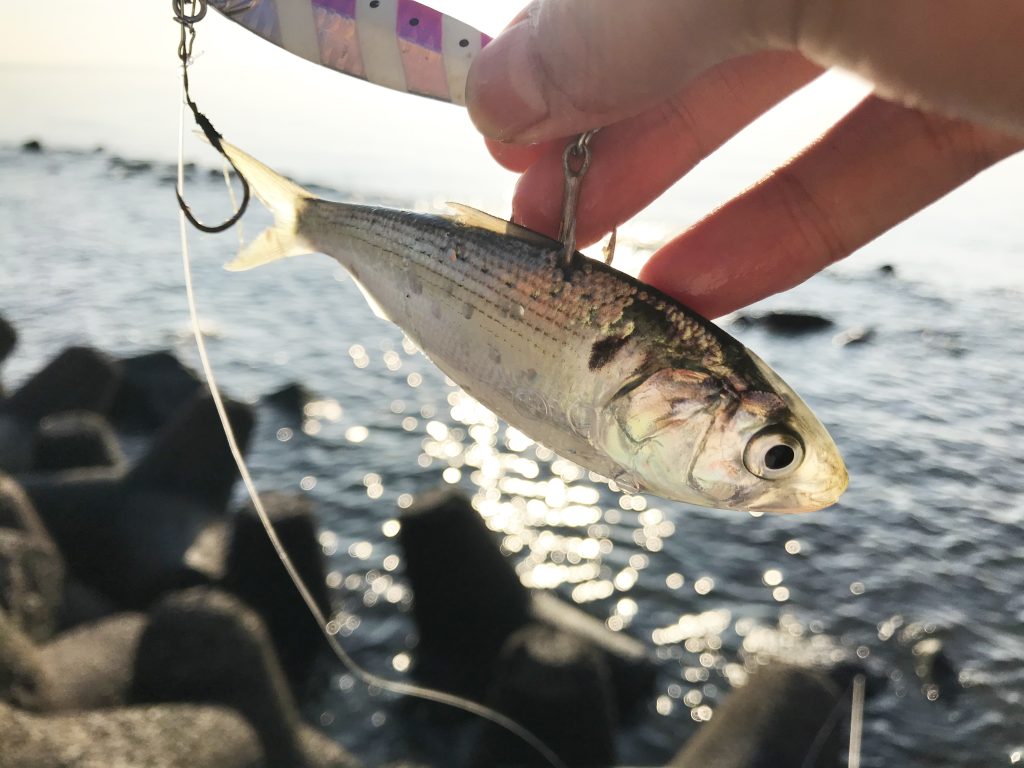 シーバスを狙っている時にスレ掛かりをしてきたコノシロ。