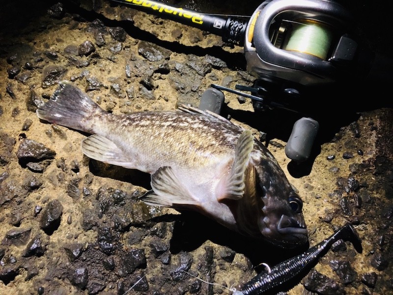 クロソイとベイトタックル