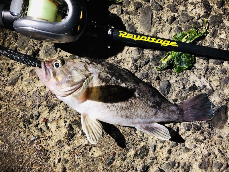 クロソイとベイトタックル