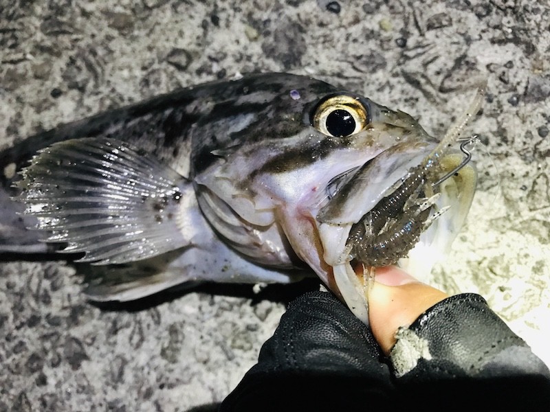 クロソイとスティーズハイドロスティック