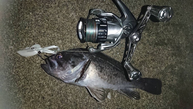 プニイカで釣ったクロソイ