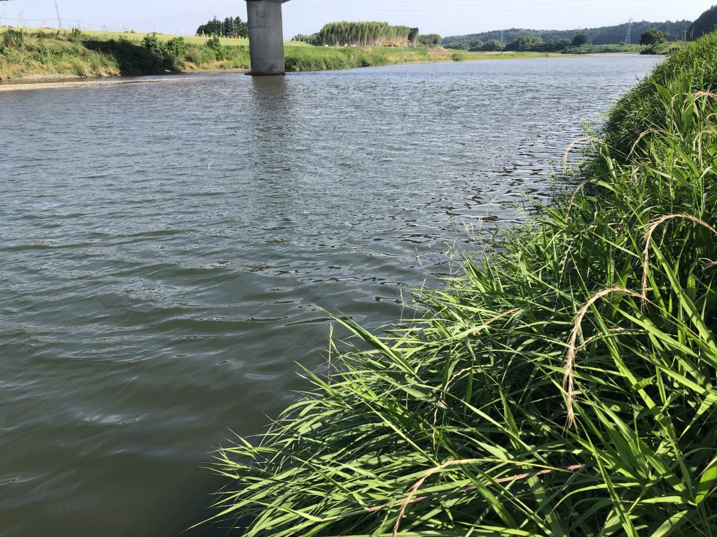 川の端に草が垂れ下がったシェード