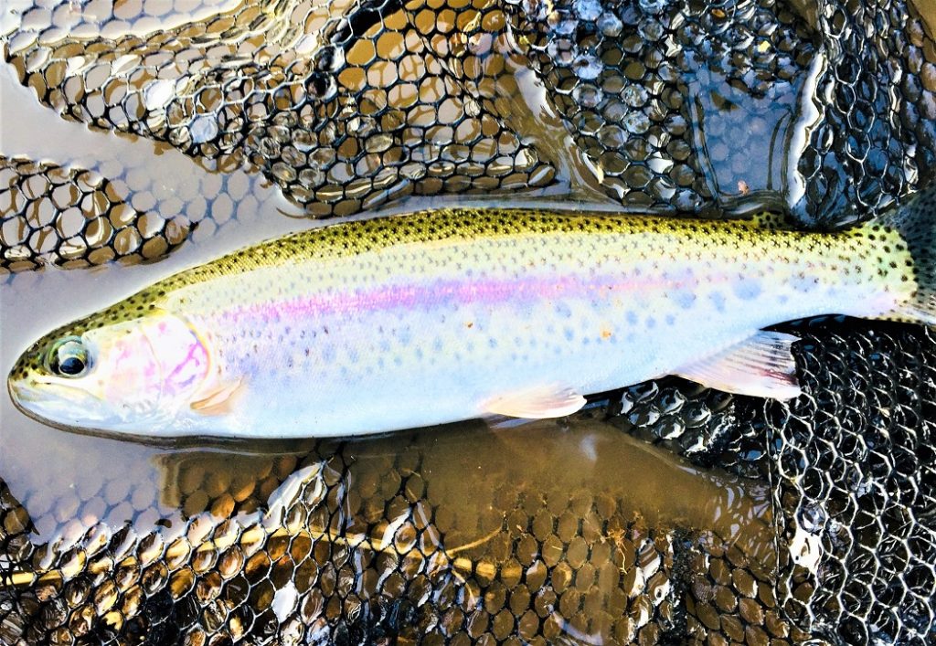 綺麗な虹鱒
