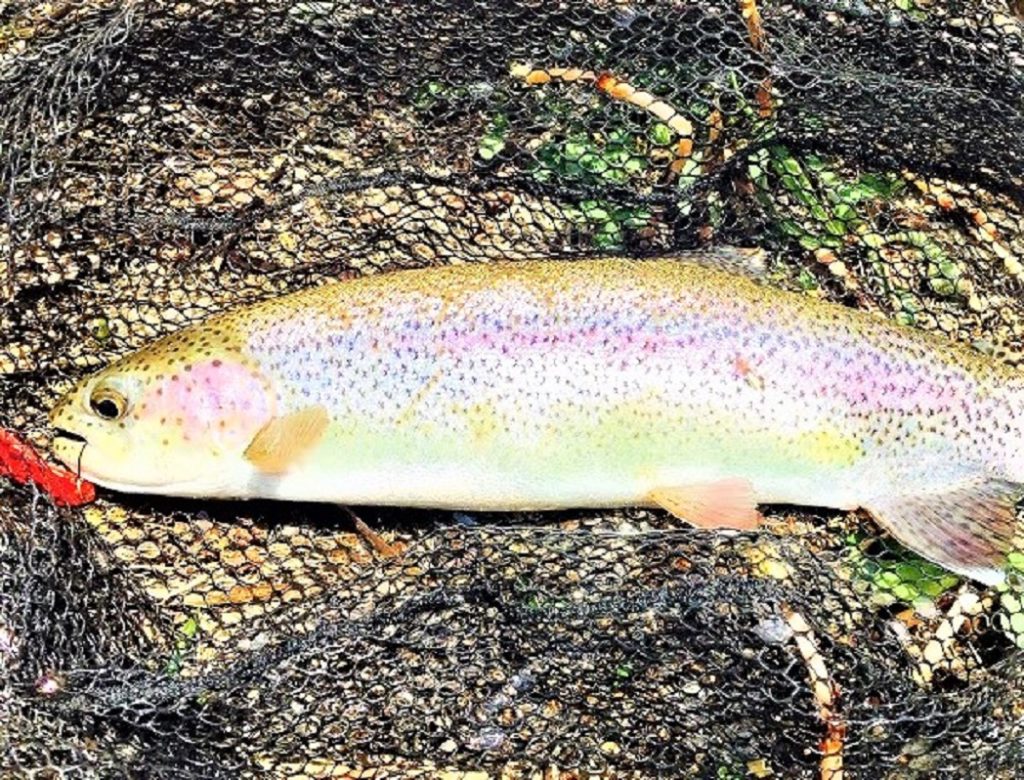 ルアーを咥えたニジマス