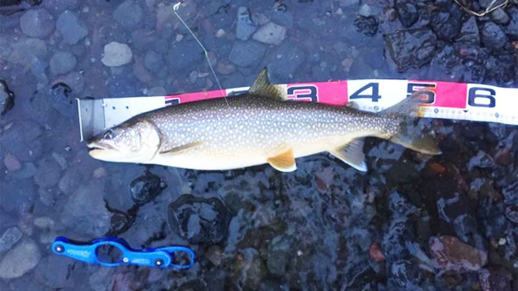 レイクトラウト