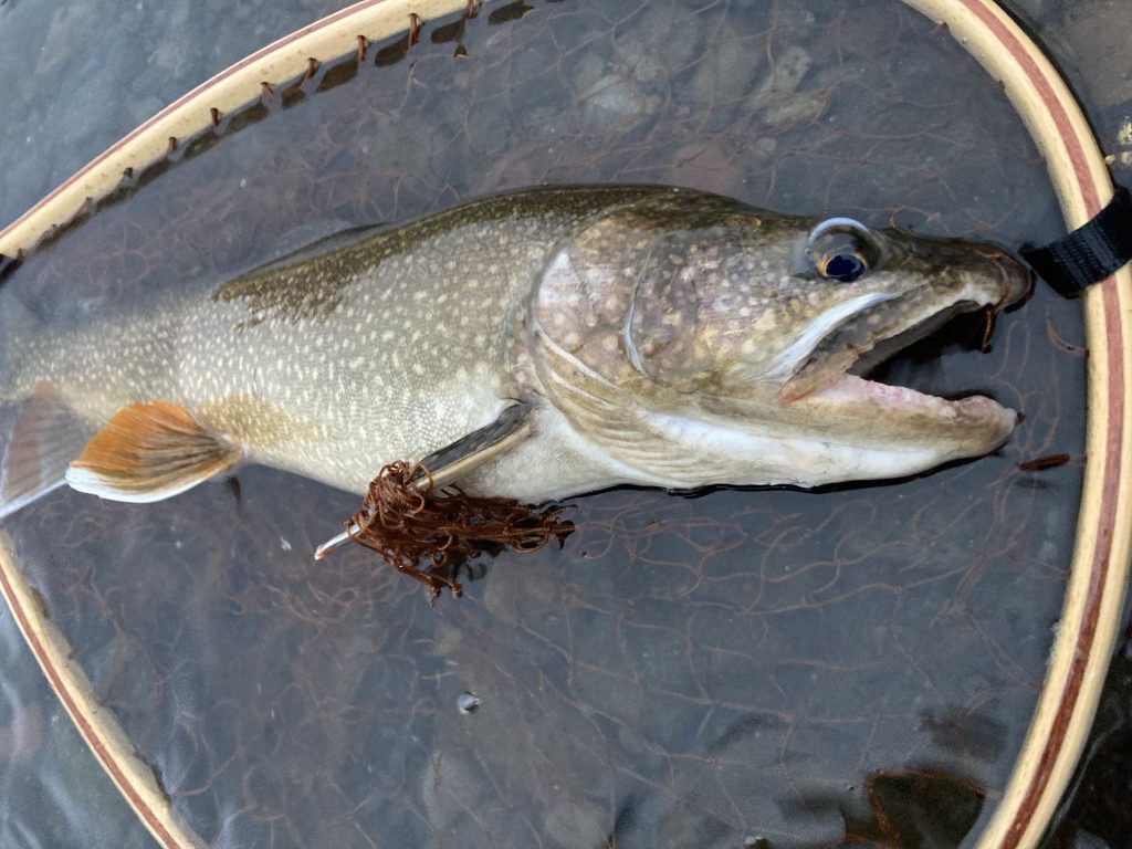 近距離から撮影したレイクトラウト